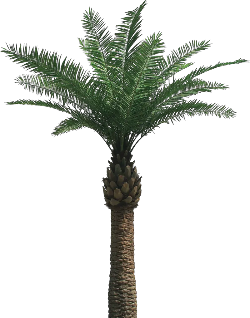 Grass And Palm Trees In The Back Png