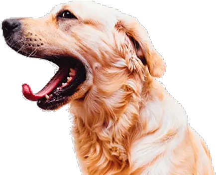 Open Mouth Dog Open Mouth Png Transparent Png Original Love Pet Dent Open Mouth Png