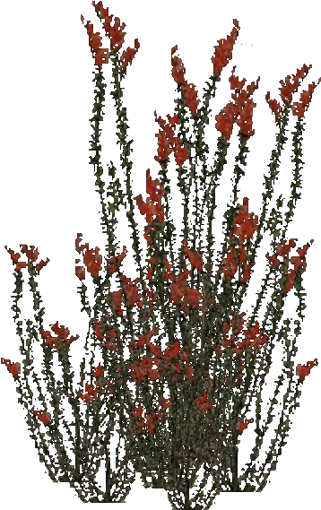 Ocotillo Bush Ocotillo Plant Transparent Background Png Bush Plant Png