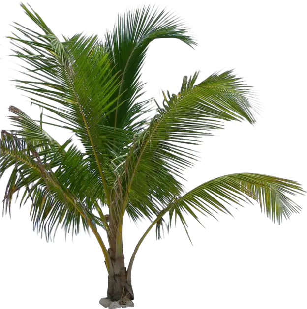 Free Palm Tree Vector Png