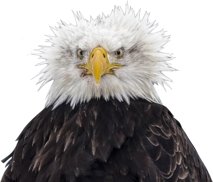 Bald Eagle Head Png Bald Eagle Bird Eagle Png Image With Bald Eagle Ruffled Feathers Bald Head Png