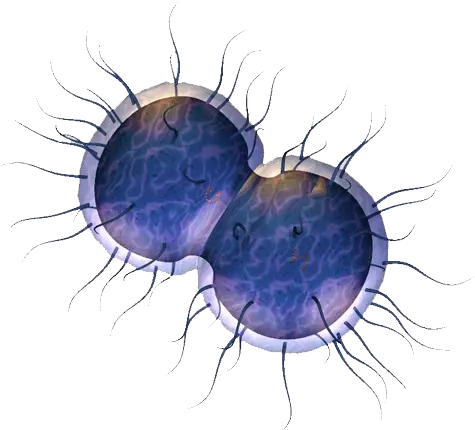 Sexually Transmitted Infections Stis U0026 Contraception House Fly Png Vagina Png