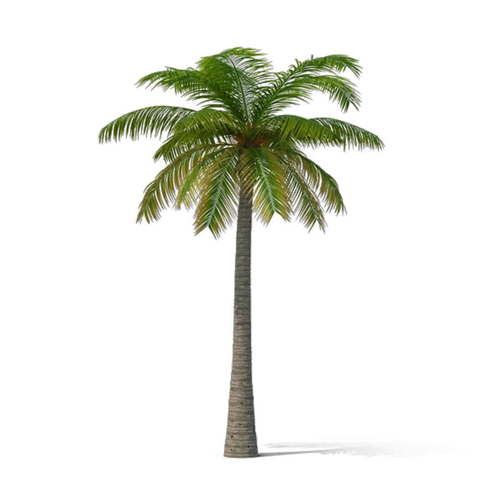 Egyptian Palm Tree Png