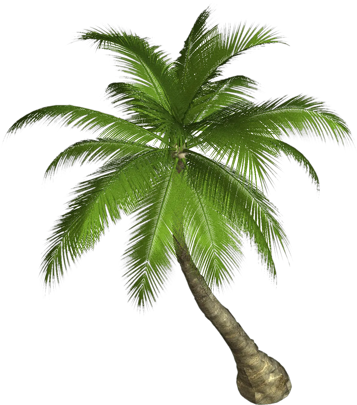 Dwarf Palm Tree Transparent Png