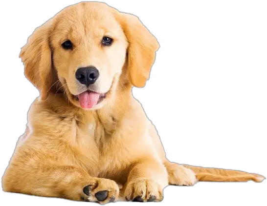 Golden Retriever Png Transparent Images Golden Retriever Png Golden Retriever Transparent Background