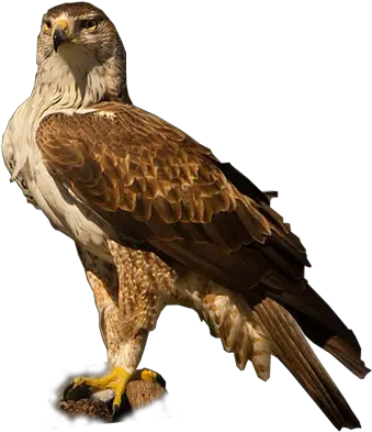 Golden Eagle Transparent Png Image Golden Eagle Golden Eagle Png