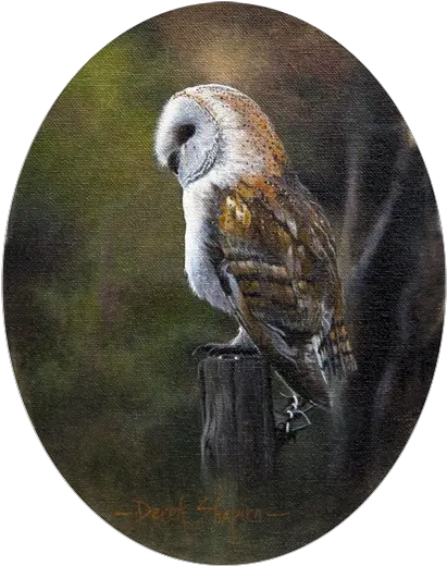 Barn Owlonpost Shapiro Fine Art Barn Owl Png Barn Owl Png