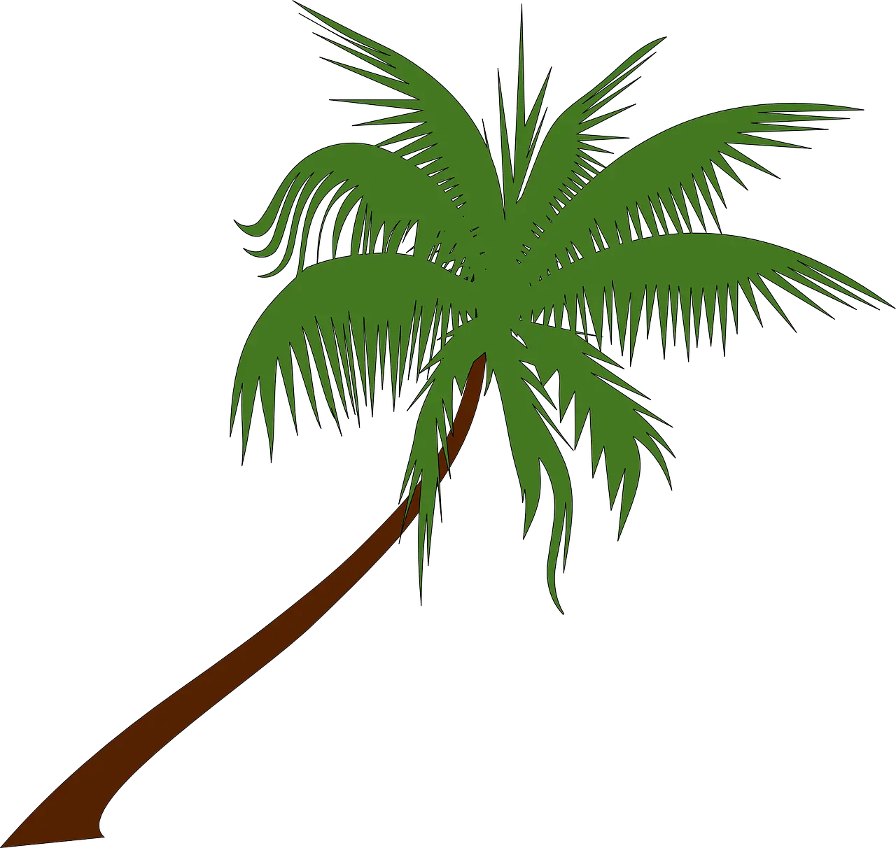 Curved Palm Tree Png