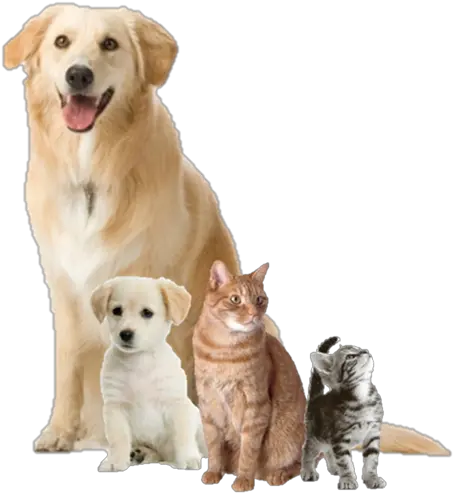 Dogs And Cats Png 1 Image Actual Dog Dog And Cat Png