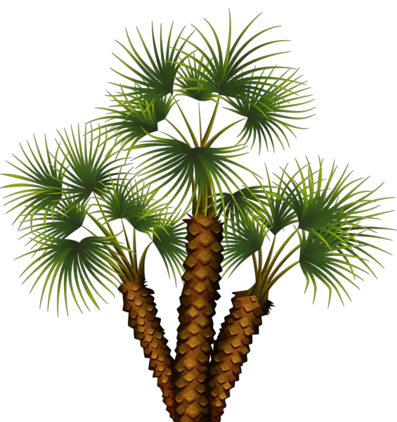 Cartoon Palm Tree Leaves Silhouette Png 3d