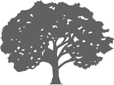 Maple Tree Silhouette 1 Transparent Png U0026 Svg Vector File Maple Tree Silhouette Png Maple Tree Png