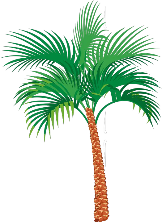 2 Palm Tree Png