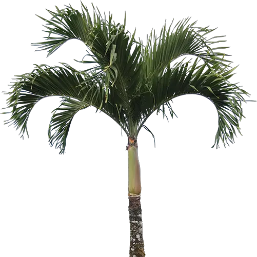 Traditional Marriage Palm Tree Png