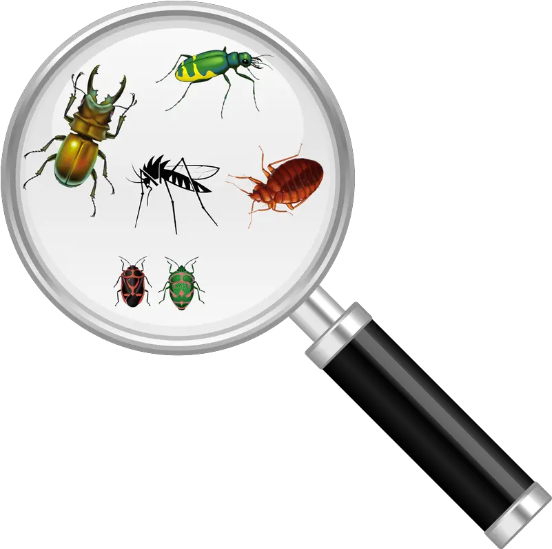 Download Hd Bug Magnify Glass Insect Under Magnifying Bug And Magnifying Glass Png Magnifying Glass Transparent Background