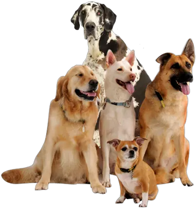 Dog Png Image Beautiful Dogs Companion Dog Dog Png Transparent