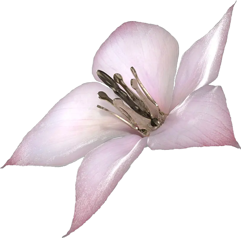 I Made A Png Of Lunar Tear Use It Well Nier Drakengard Flower Tear Png