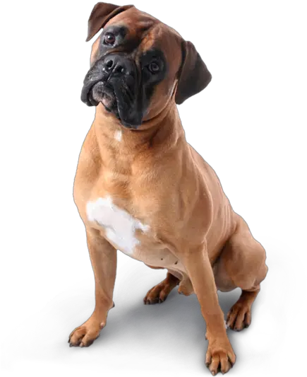 Dogs Icon Web Icons Png Boxer Dog Transparent Background Dogs Png