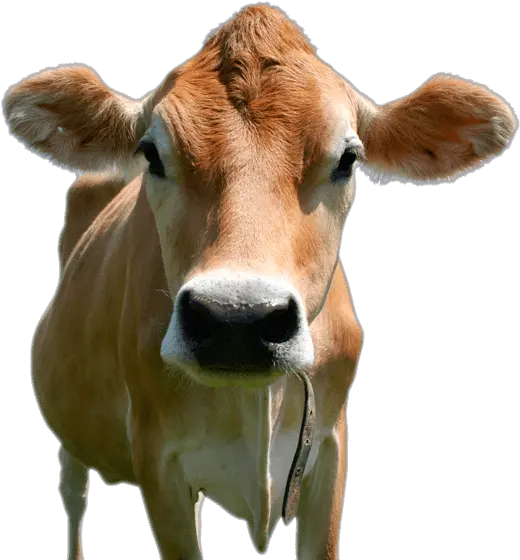 Animal Cowfreepngtransparentbackgroundimagesfree World Farm Animals Day Png Cow Transparent