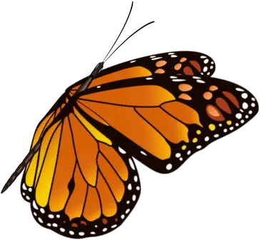 Home Bloom U0026 Grow Garden Society Open Door Crisis Centre Png Butterfly Gif Transparent