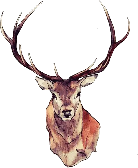 Reindeer Png Clipart Transparent Deer Reindeer Clipart Png