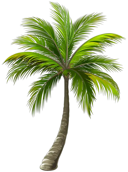 Tree Palm Png