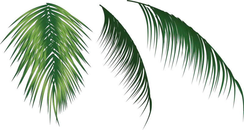 Transparent Background Palm Tree Png