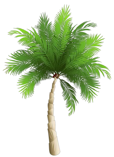 Palm Tree Watercolor Png