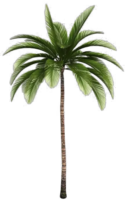 Palm Tree Top View Png