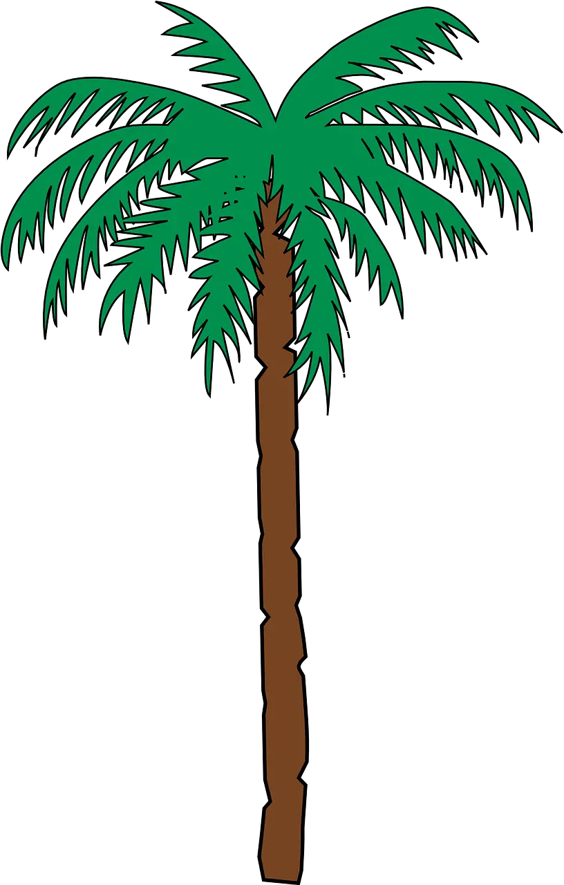 Palm Tree Top Png