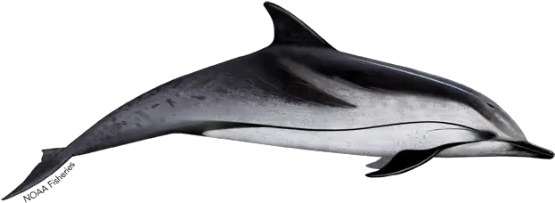 Striped Dolphin Png U0026 Free Dolphinpng Transparent Striped Dolphin Dolphin Png