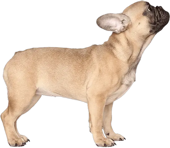 French Bulldog Png Transparent Images All Transparent French Bulldog Png Puppy Transparent Background