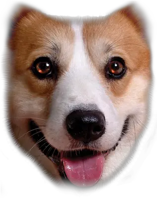 Corgi T Shirt Full Face Welsh Corgi Pembroke Png Corgi Png