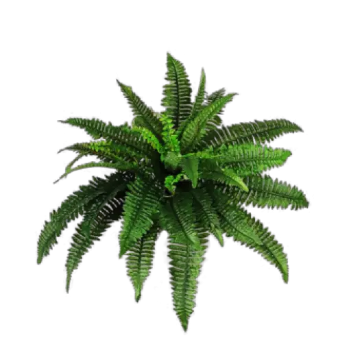 Palm Tree Png Free Download