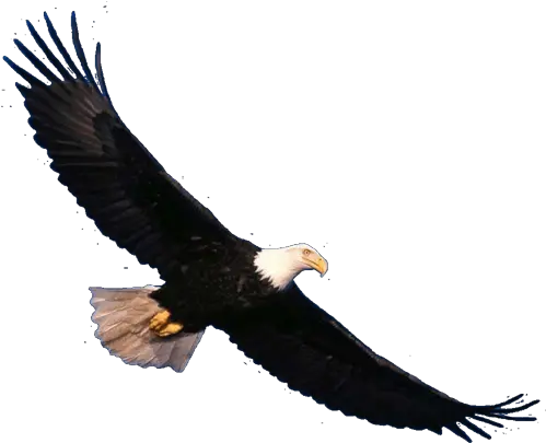 Eagle Png Image For Free Download Clipart Realistic Eagle Flying Eagle Png