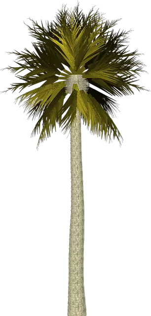 Palm Tree Background Png