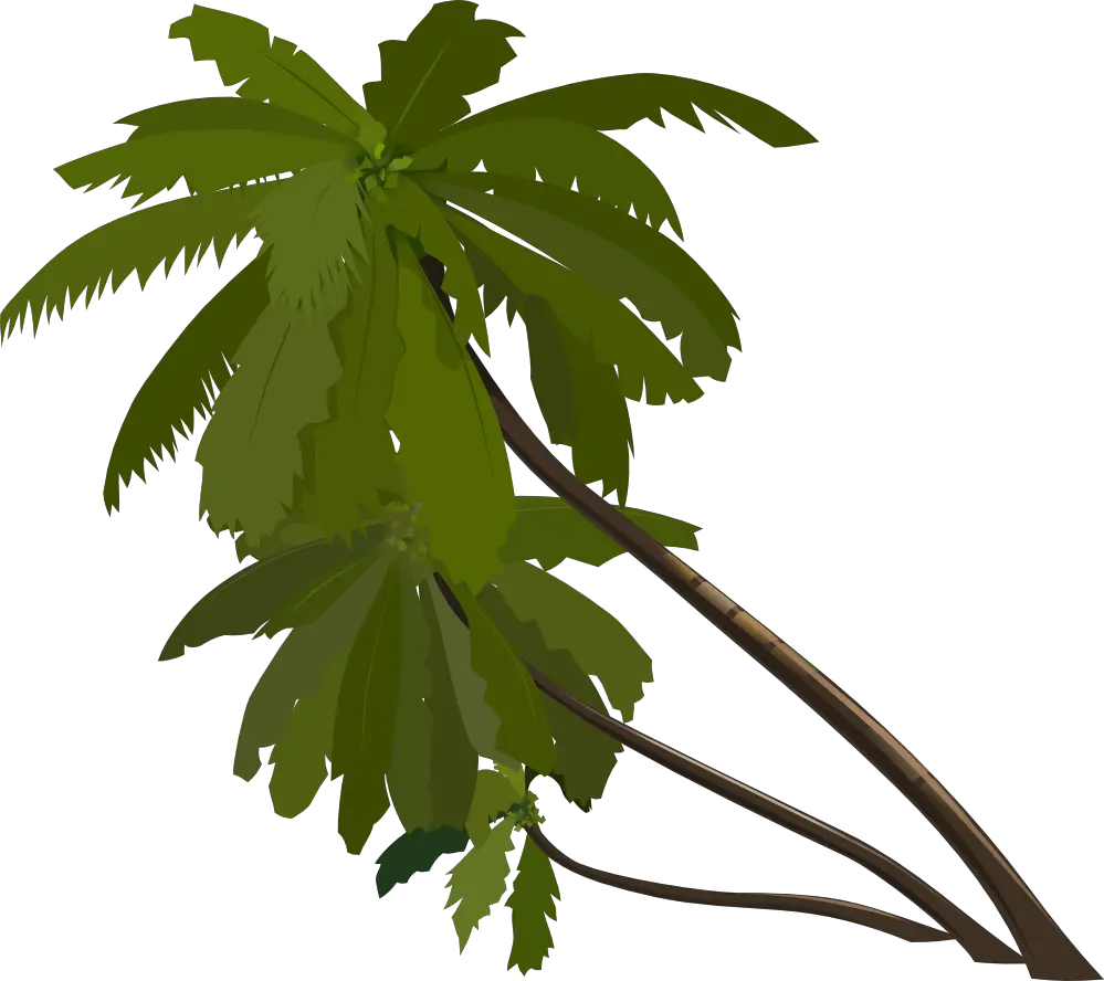 Indoor Palm Tree Png