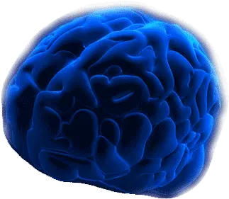 The Missing Black Box Little Bangkok Sangha Blue Brain Png Brain Transparent Background