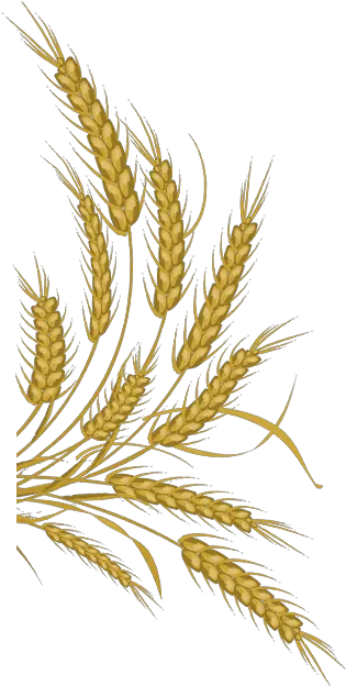 Wheat Vector Free Download Png Image Wheat Vector Free Download Wheat Png