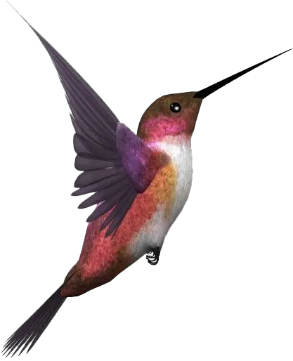 Single Flying Bird Transparent Flying Bird Png Birds Transparent