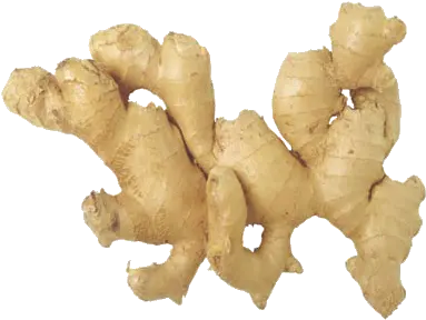 Ginger Png Image Bandar Kya Jaane Adrak Ka Swaad Sentence Ginger Png