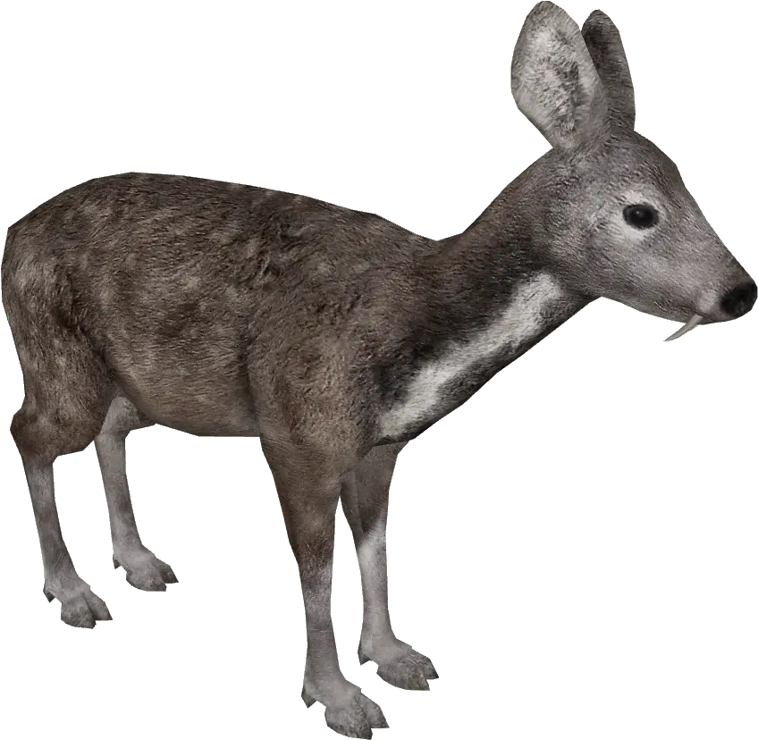 Download Siberian Musk Deer Zoo Tycoon Japanese Serow Siberian Musk Deer Png Deer Transparent Background