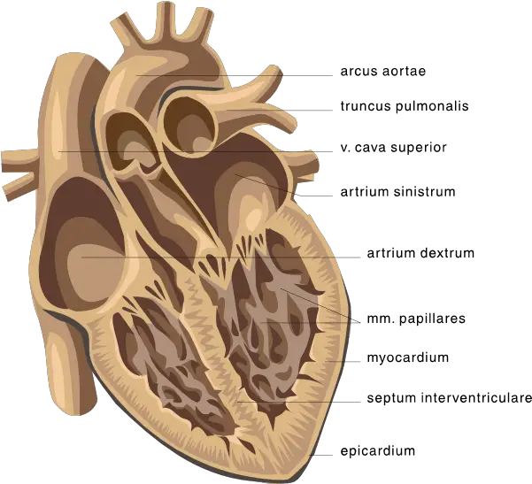 Download Picture Clipping Of Cardiology Open Human Heart Diagram Of The Heart Png Human Heart Png