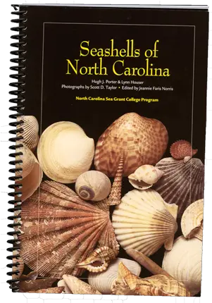 Top Spots For Nc Beachcombers Carolina Country Shell Png Seashell Transparent