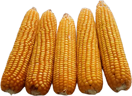 Yellow Dent Corn Makka Png Picture 1000 Free Download Corn Kernels Corn On The Cob Png