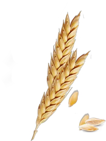 Download Hd Png Freeuse Barley Vector Emmer Wheat Transparent Background