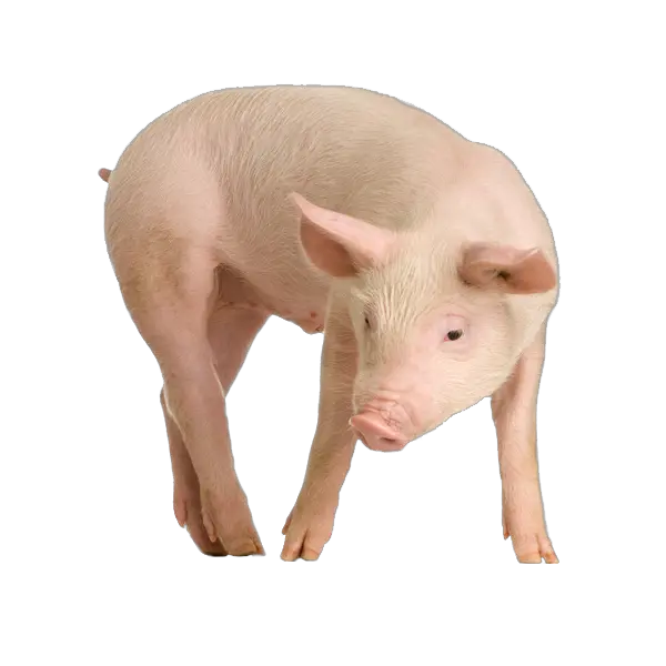 Transparent Pig Png Image Transparent Png Farm Animals Pig Transparent