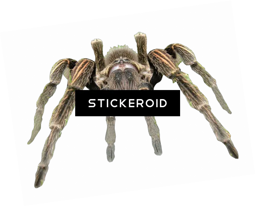 Download Cute Spider Pic Insect Png Image With No Tarántula Png Cute Spider Png