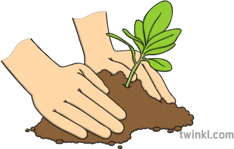 Hands Planting A Tree Illustration Twinkl Hands Planting Tree Art Png Tree Illustration Png