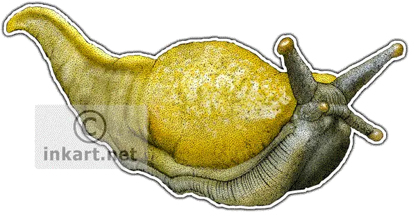 Download Hd Banana Slug Decal Banana Slug Rectangle Magnet Drawing Png Slug Png