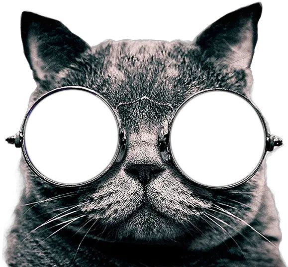 Cat Sticker Transparent Cat With Glasses Png Cute Cat Png